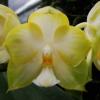 Phalaenopsis Ld's Bear Queen x (Dtps. Ho's Leamon Squash x Sogo Nihou)
