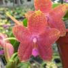 Phalaenopsis Ld's Bear Queen x gigantea