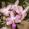Phalaenopsis lindenii x javanica