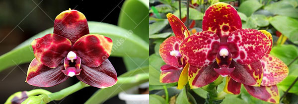 Phalaenopsis Lioulin Goldenfish x Chienlung Black Parrot