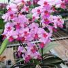 Phalaenopsis Liu's Berry 'SW'