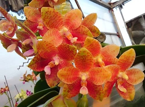 Phalaenopsis LD Mok Choi (gigantea x Ld's Bear Queen)