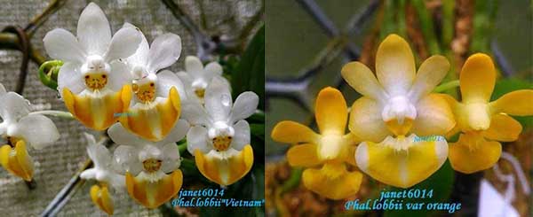 Phalaenopsis lobbii 'Vietnam' x lobbii var orange