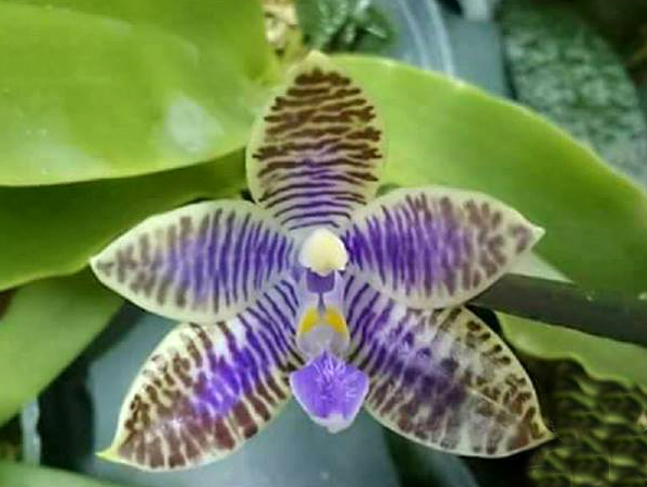 Phalaenopsis lueddemanniana blue 'Hsia'