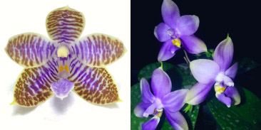 Phalaenopsis (lueddemanniana fma coerulea  x Yaphon The Hulk)