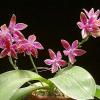 Phalaenopsis lueddemanniana var. deltonii