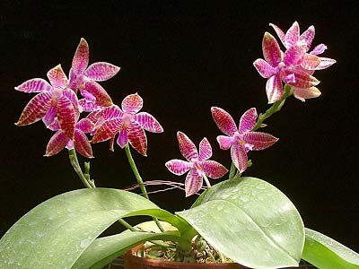 Phalaenopsis lueddemanniana var. deltonii