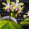 Phalaenopsis Lyndon Equator Jewel (Buena Jewel x equestris alba)