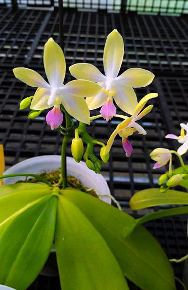 Phalaenopsis Lyndon Equator Jewel (Buena Jewel x equestris alba)