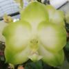Phalaenopsis Lyndon Ever Emerald