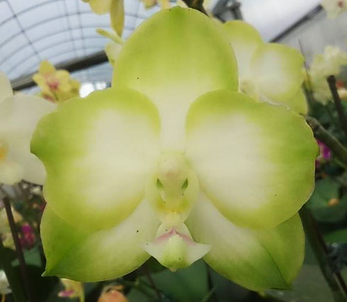 Phalaenopsis Lyndon Ever Emerald