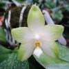 Phalaenopsis Lyndon Lyric 'Yaphon'