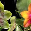 Phalaenopsis Lyndon Reflex x LD's Bear King