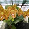 Phalaenopsis Lyndon Waltz x gigantea alba 'Tai Wei'
