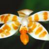Phalaenopsis maculata flava
