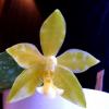 Phalaenopsis Mambo flava