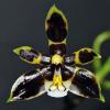Phalaenopsis mannii 'Black'