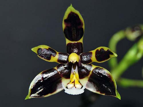 Phalaenopsis mannii 'Black'