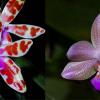 Phalaenopsis Mariae’red spot’ x Javalin