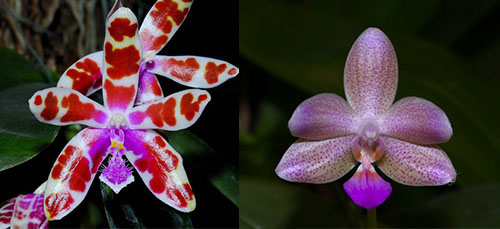 Phalaenopsis Mariae’red spot’ x Javalin