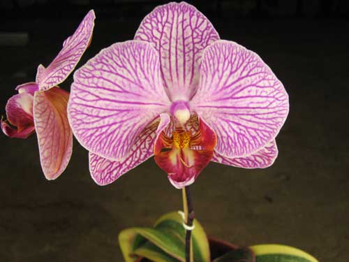 Phalaenopsis Matou Stripe 'M'