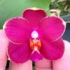 Phalaenopsis Meidarland Jocea Beauty
