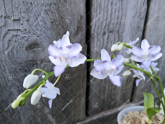 Phalaenopsis Meidarland Pulcheglad Blue peloric