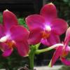 Phalaenopsis Meidarland Violet Beauty 'MD'