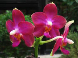 Phalaenopsis Meidarland Violet Beauty 'MD'