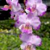 Phalaenopsis Memoria Val Rettig 'Pink'