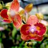 Phalaenopsis Mini Orange ‘Tree-lips’