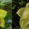 Phalaenopsis Miro Be Queen 'Mituo#1' x LD Green Kingfisher 'G-1'