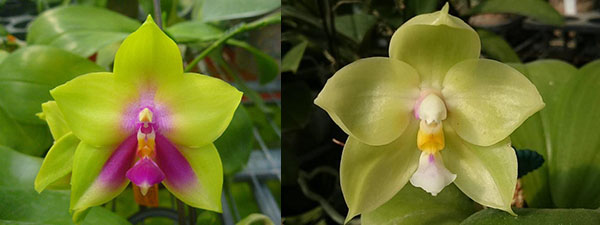 Phalaenopsis Miro Be Queen 'Mituo#1' x LD Green Kingfisher 'G-1'