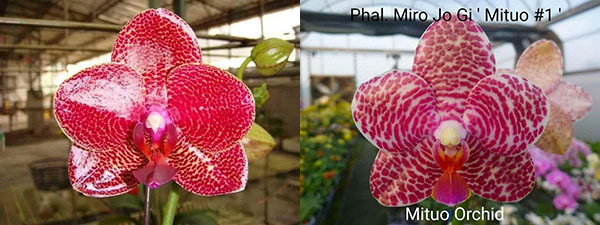 Phalaenopsis Miro Jo Gi 'Mituo #1' x Mituo Sun 'Mituo #1'
