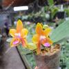 Phalaenopsis Miro Sun Beauty 'Goose Yellow'