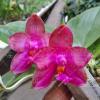 Phalaenopsis Miro Super Star '198'