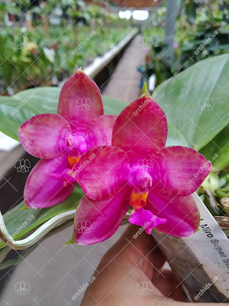 Phalaenopsis Miro Super Star