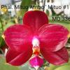 Phalaenopsis Mituo Ambo 'Mituo #1'