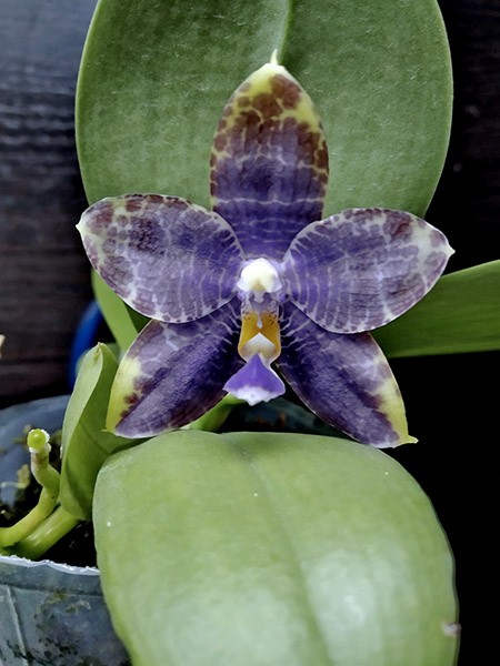 Phalaenopsis Mituo Azure Dragon 'D-2'