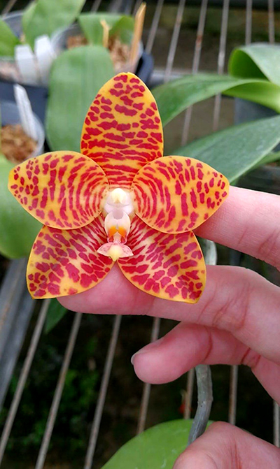 Phalaenopsis (Mituo Bellina x Hannover Passion) x gigantea