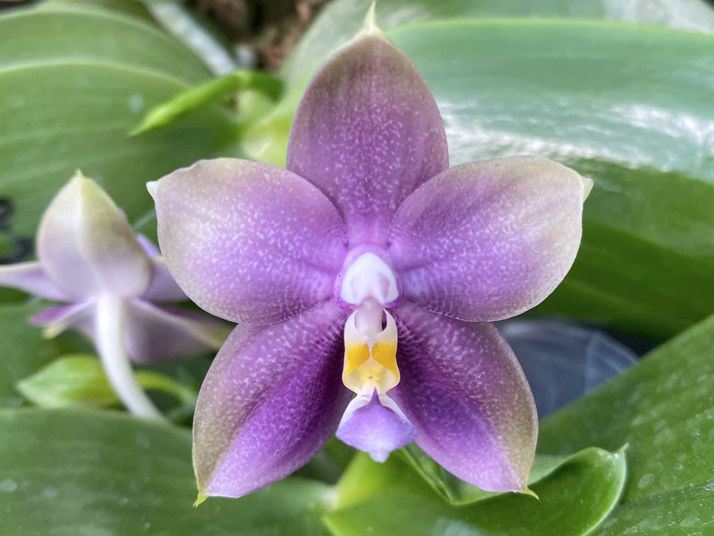 Phalaenopsis Mituo Blue Bear 'Mituo #1'