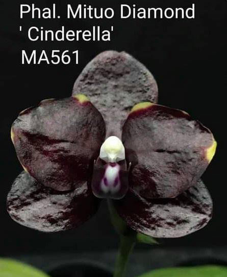 Phalaenopsis Mituo Diamond 'Cinderella'