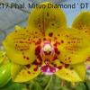 Phalaenopsis Mituo Diamond 'DT Sun'