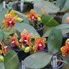 Phalaenopsis Mituo Diamond 'Big Spots'