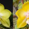 Phalaenopsis (Mituo Gelb Eagle x Zheng Min Muscadine) x Mituo Gelb Eagle 'Oriole'