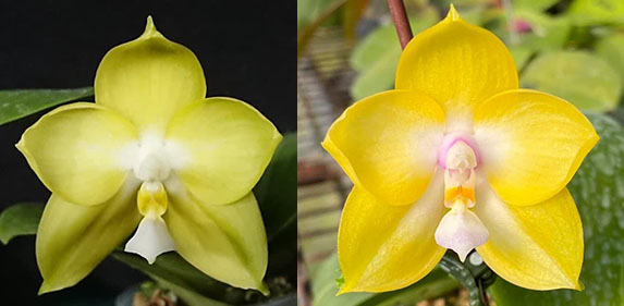 Phalaenopsis (Mituo Gelb Eagle x Zheng Min Muscadine) x Mituo Gelb Eagle 'Oriole'