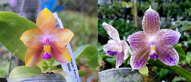Phalaenopsis Mituo GH King Star #17 x Java Queen #8