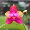 Phalaenopsis Mituo GH King Star #4
