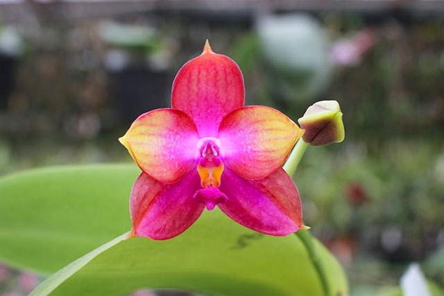 Phalaenopsis Mituo GH King Star #4
