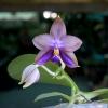 Phalaenopsis Mituo GH King Star #24